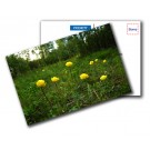 Postcard with your own image